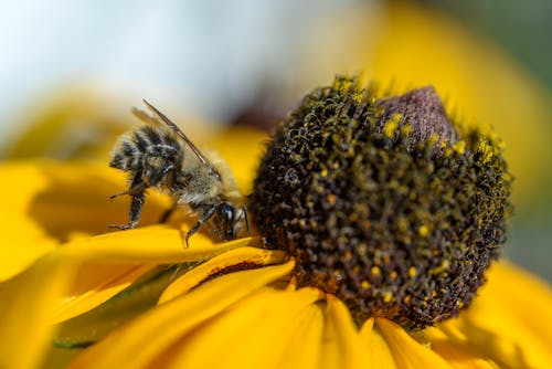 бесплатная Бесплатное стоковое фото с желтый цветок, насекомое, подсолнечник Стоковое фото