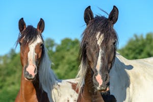 Close up of Horses Heads