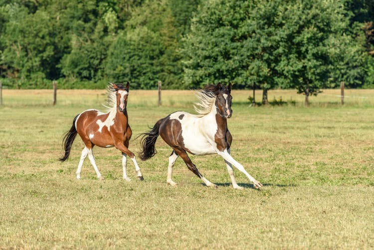 Brown And White Horses Running On Grass Field 