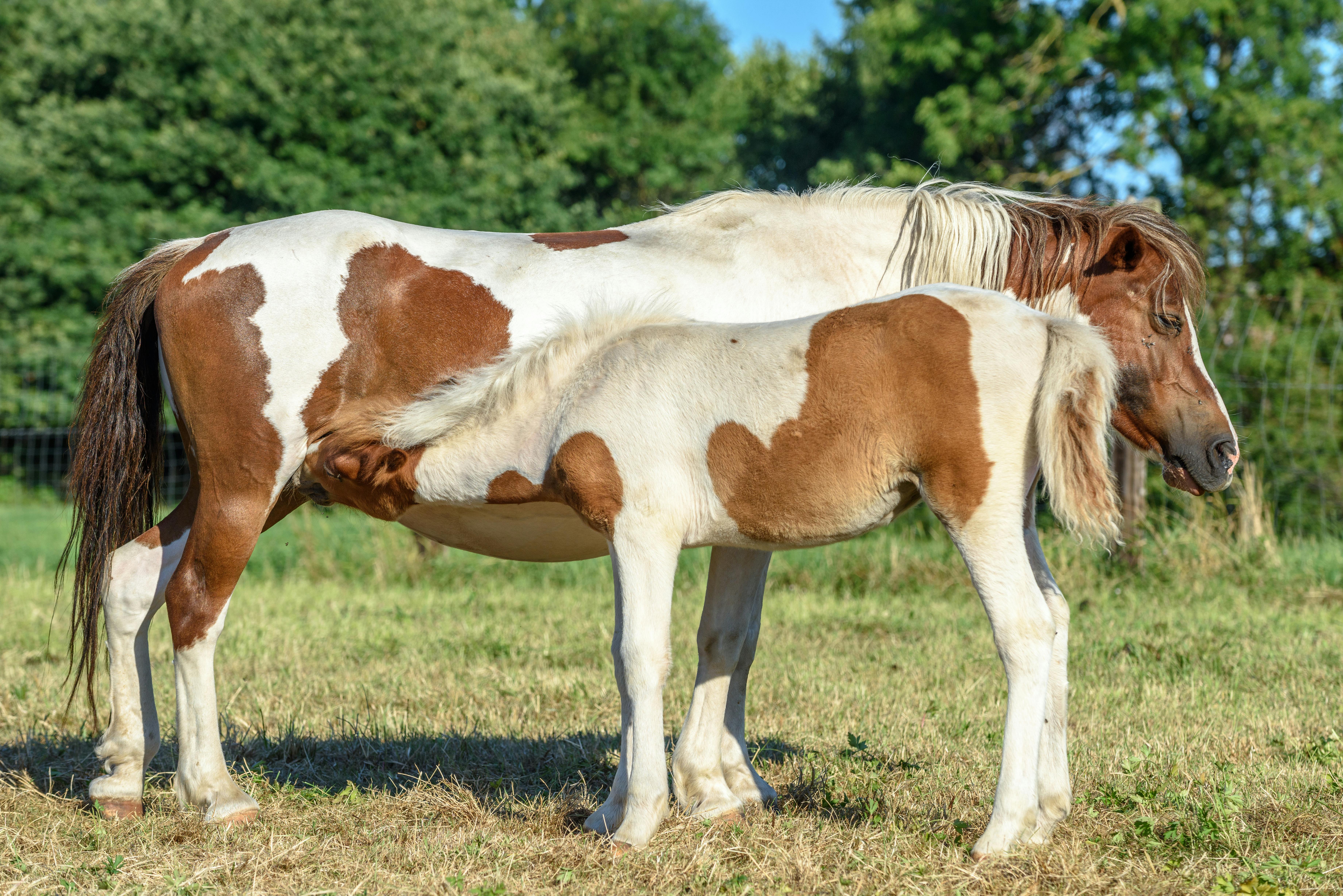 Horse Milking Foal · Free Stock Photo