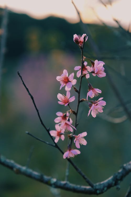 A Close-Up Shot of a Prunus Cerasoides Branch