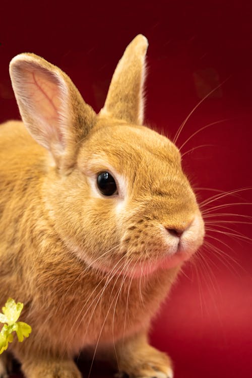 6,341 Red Eye Bunny Images, Stock Photos, 3D objects, & Vectors