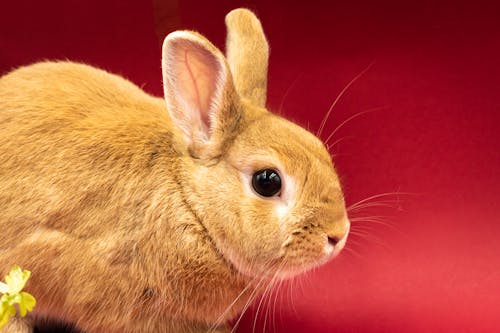 Free A Cute Brown Bunny on Red Background Stock Photo