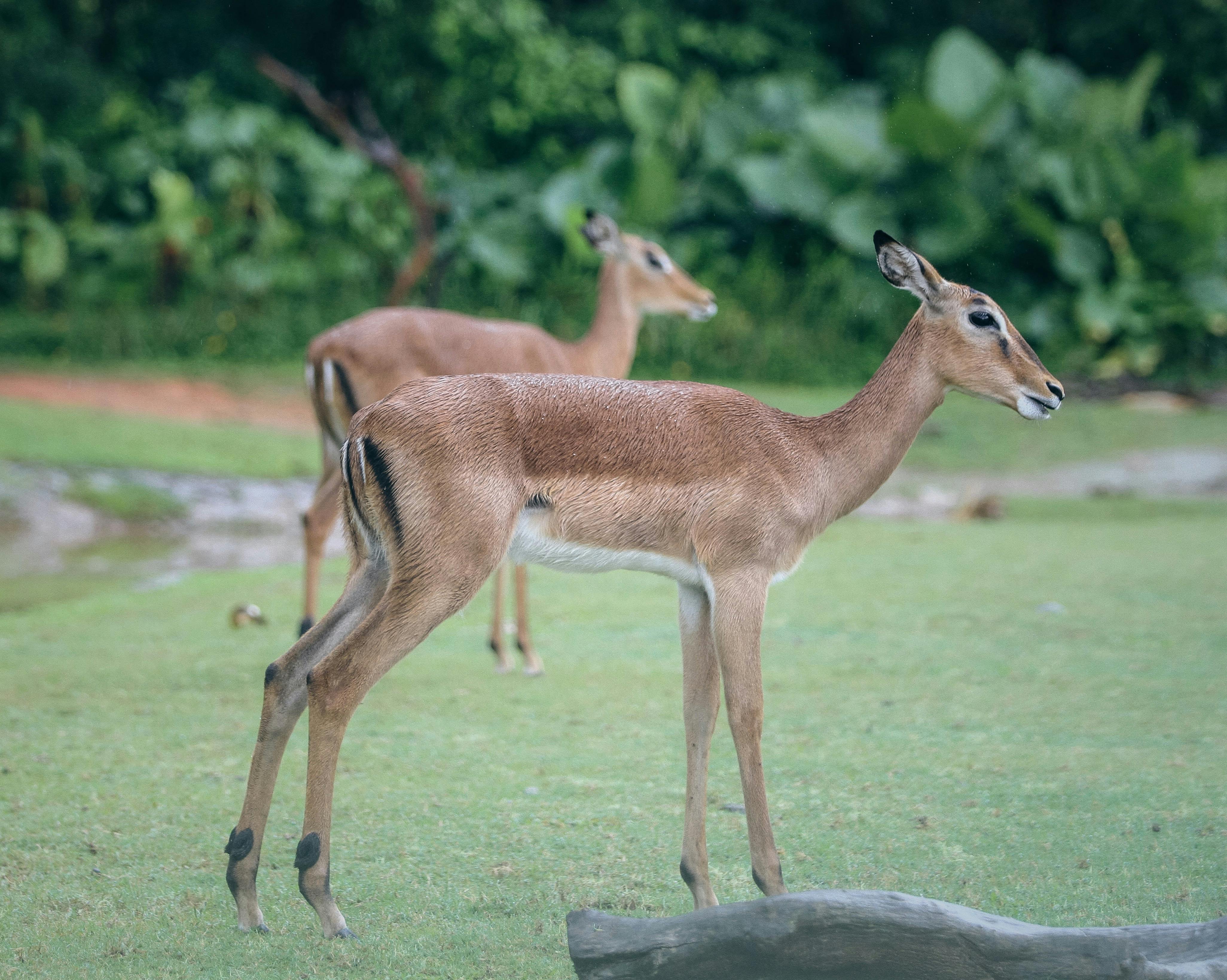 Free stock photo of alert, animal pictures, antelope, barbaric, cute, deer, fawn, gazelle, grass, herbivore, impala, mammal, park, safari, wild, wildlife, zoo Free stock photo of alert, animal pictures, antelope, barbaric, cute, deer, fawn, gazelle, grass, herbivore, impala, mammal, park, safari, wild, wildlife, zoo