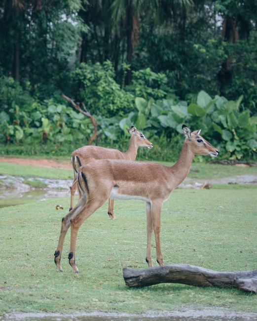 Two deer standing gracefully in a lush green forest clearing, embodying natural beauty.