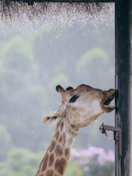 Close-up of a giraffe with its mouth open during a rainy day, capturing the beauty of wildlife.