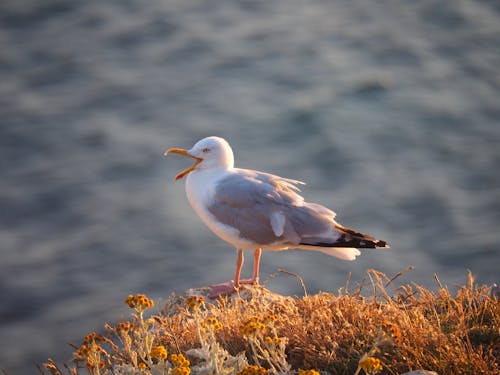 Close-up of a Seagull with Sea in the Background 