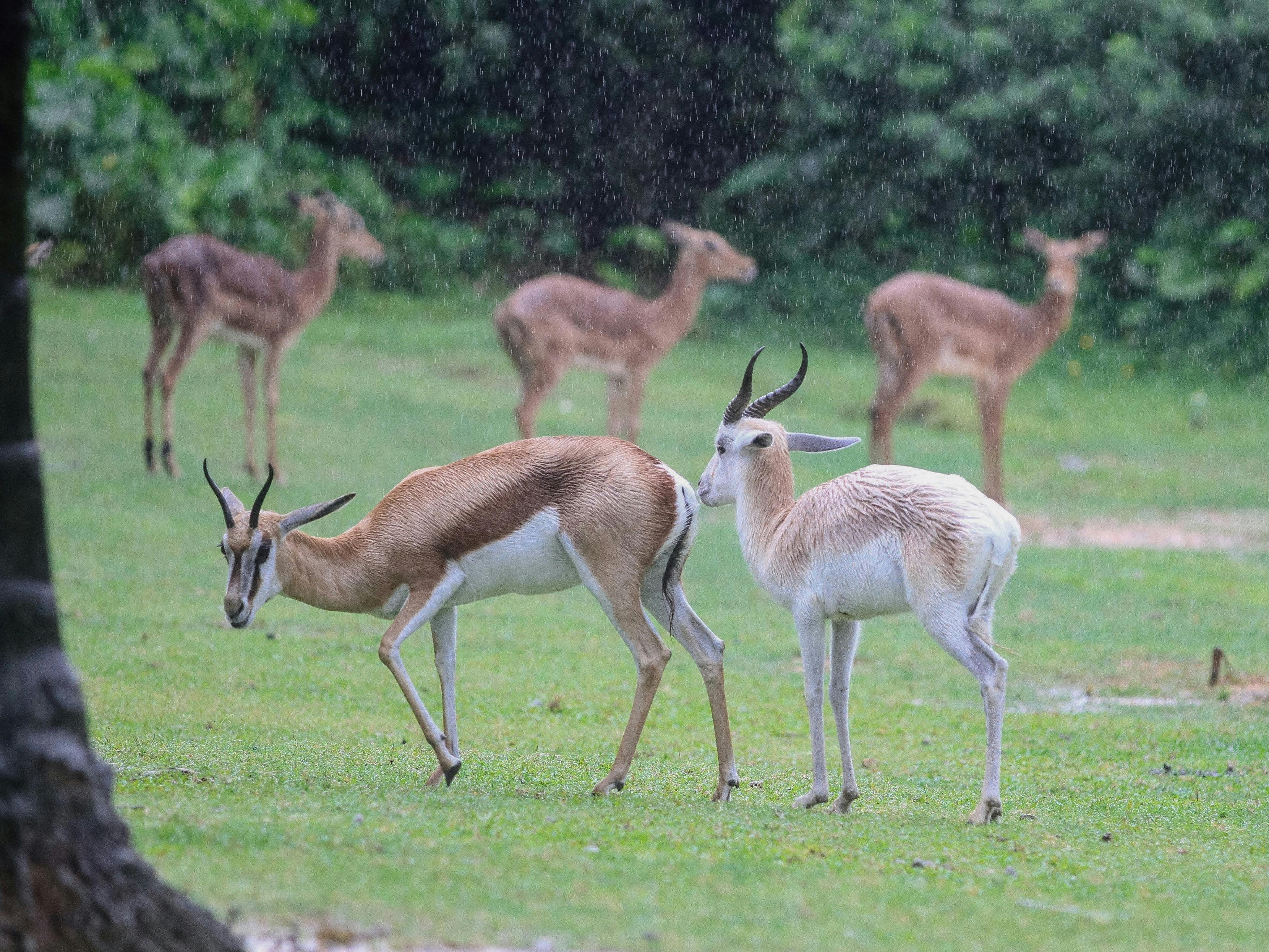 Gratuit Photos gratuites de amoureux de la nature, animaux, animaux dans la nature Photos