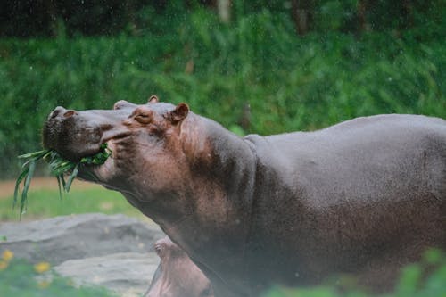 Hippopotamus Eating Grass 