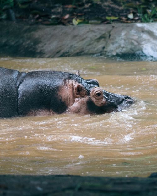 Free Detailed photo of a hippopotamus swimming in muddy water showcasing its unique features. Stock Photo