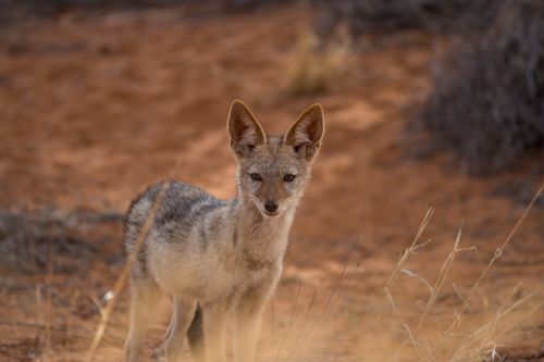 Free Close-up image of a jackal in its natural habitat with a blurred desert background. Stock Photo
