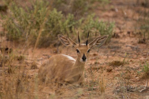 Gratis arkivbilde med antilope, bakgrunnsbilde, bakken