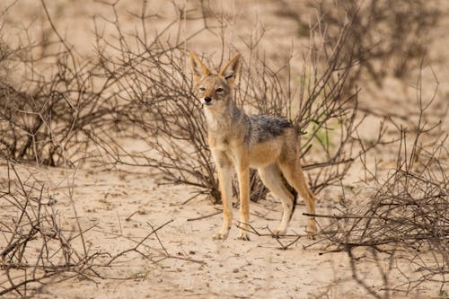 Kostenloses Stock Foto zu boden, dürr, fuchs