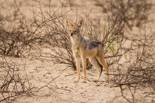 Free A black-backed jackal stands alert in an arid desert landscape with sparse vegetation. Stock Photo