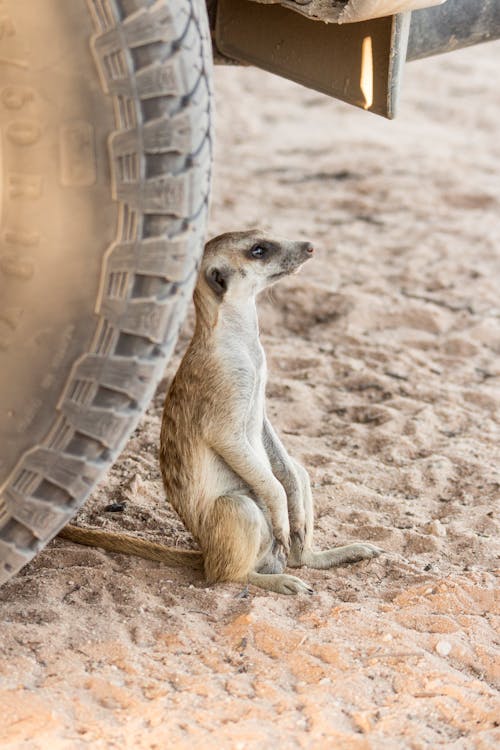 Photos gratuites de animal, être assis, fermer