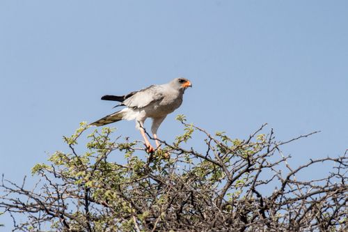 Free Pale Chanting Goshawk perched on a thorny branch against clear blue sky. Stock Photo