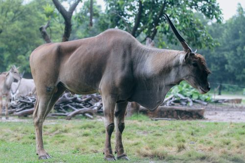 Free Majestic African eland antelope grazing on a lush grassy landscape in its natural habitat. Stock Photo