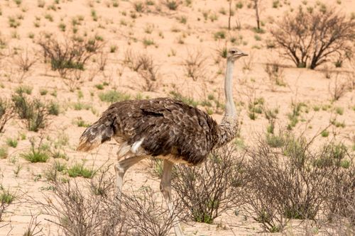 Free Ostrich roaming a sandy desert landscape surrounded by sparse vegetation and dry grass. Stock Photo