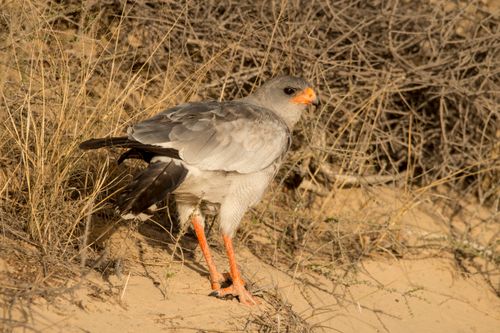 Free A detailed view of a pale chanting goshawk standing among dry grasses in its natural habitat. Stock Photo