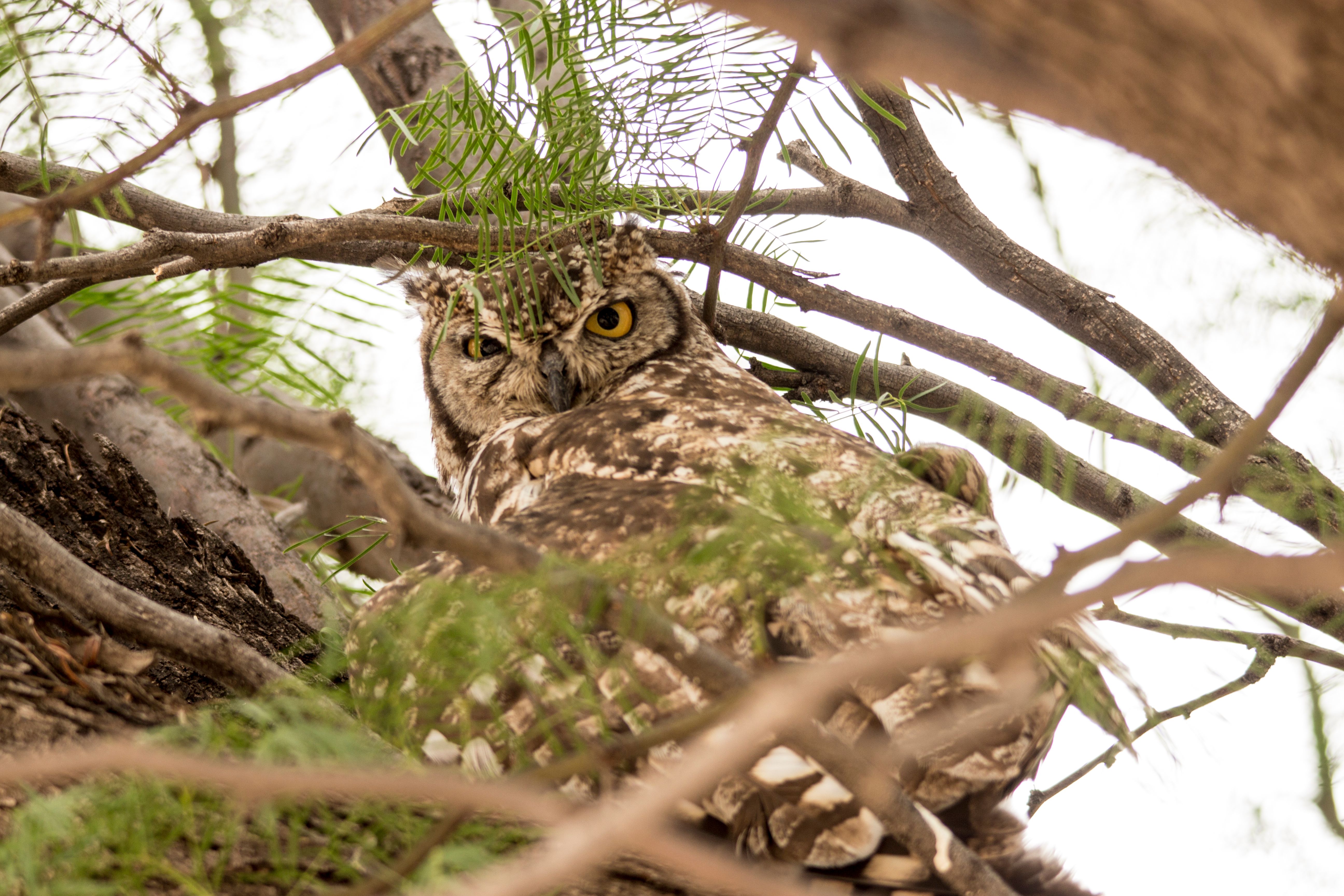 Camouflage Owl Photos, Download The BEST Free Camouflage Owl Stock