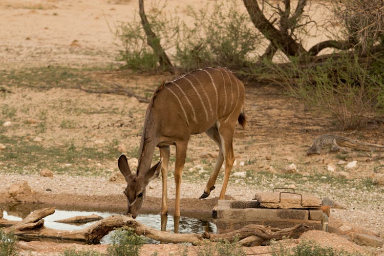 Antelope Drinking Water