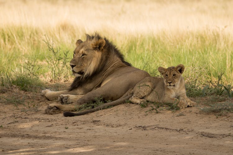 Lions Lying Down