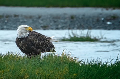 Bald Eagle Perched on Green Grass Near Water