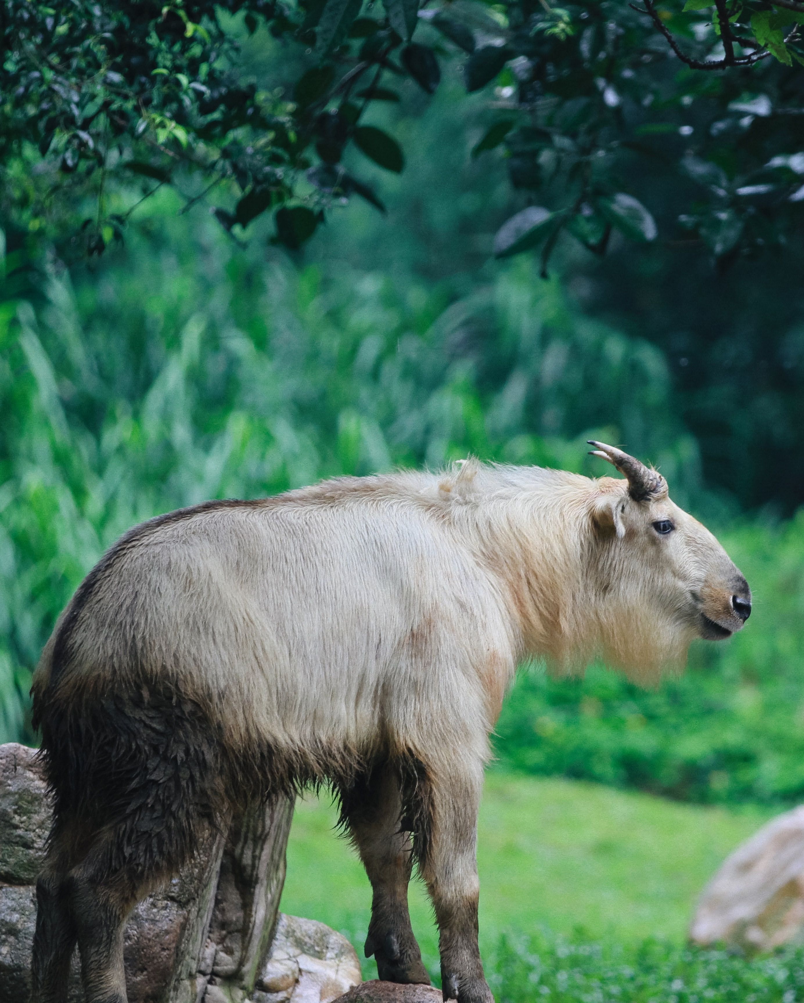 A Takin standing in vibrant green nature, showcasing its unique horns and fur.