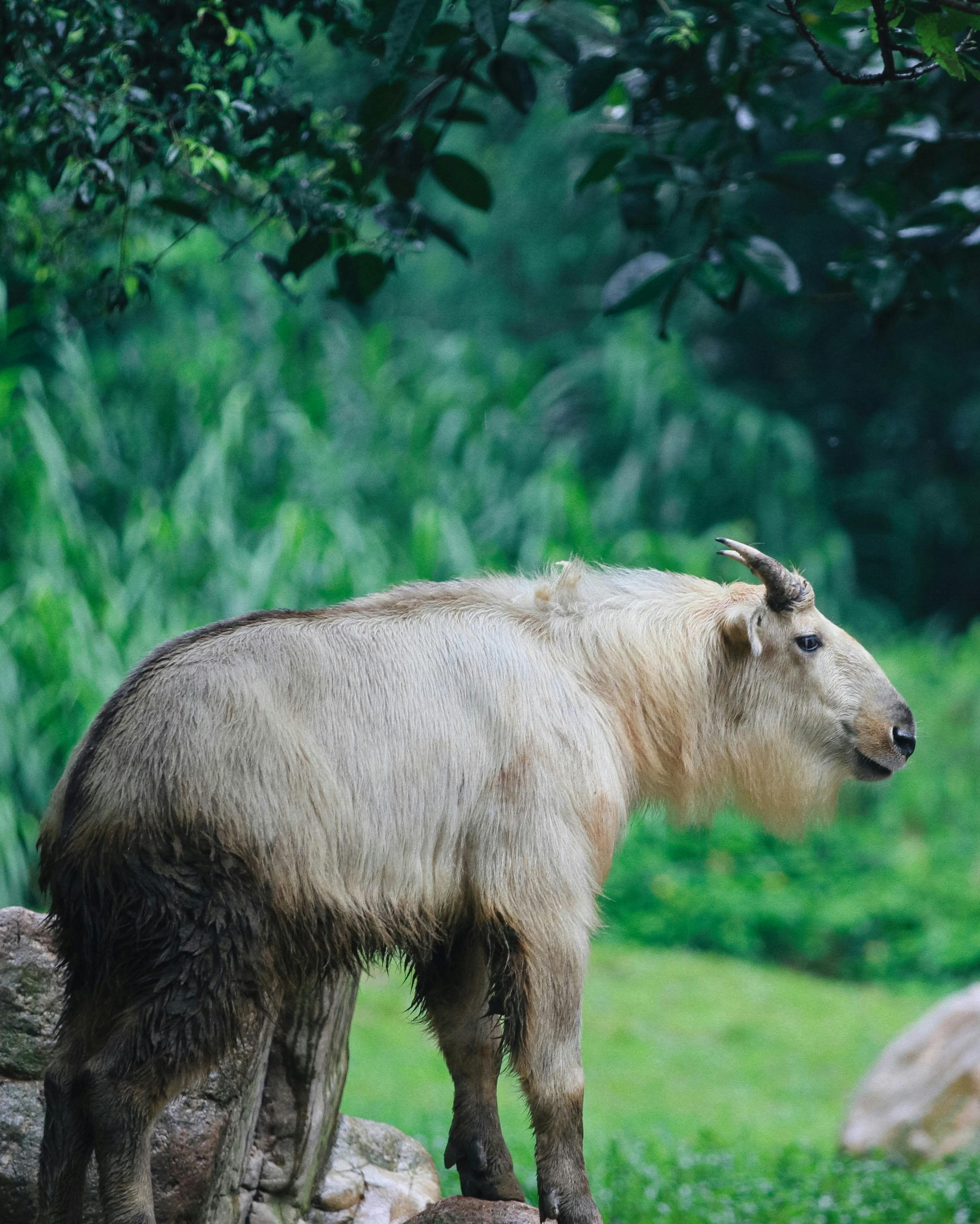grátis Animal Com Chifres Foto profissional