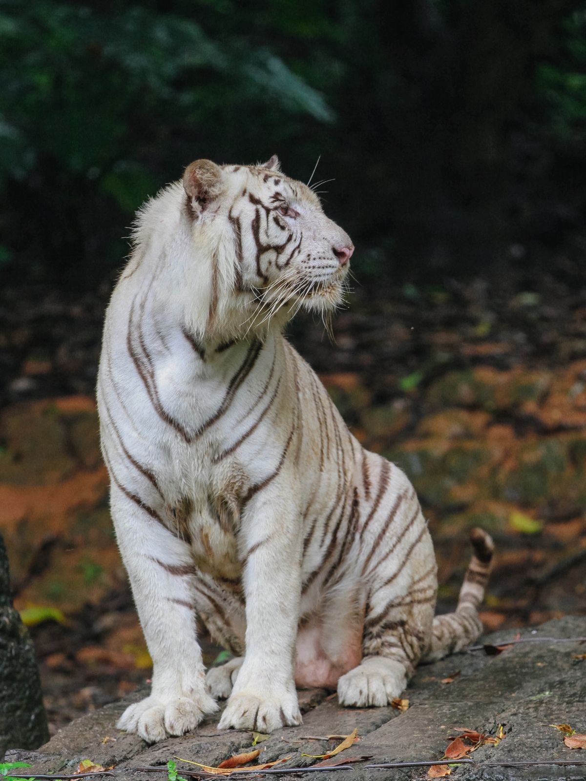 White Tiger Photos, Download The BEST Free White Tiger Stock Photos ...