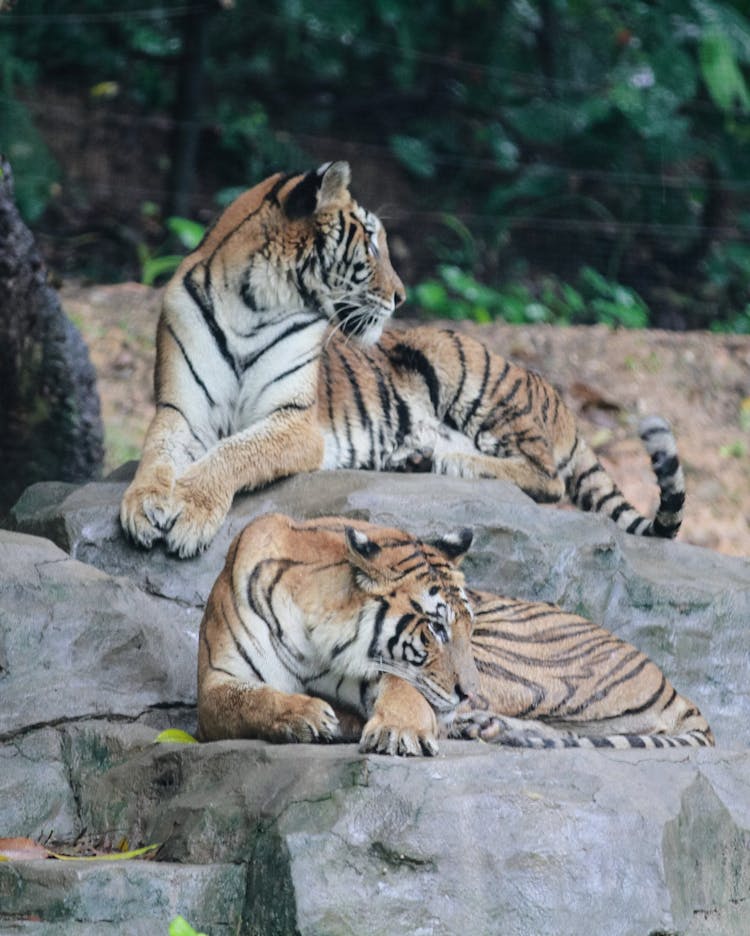 Tigers Lying Down On Rocks