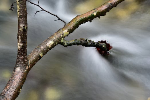 Close-up of a tree branch over a flowing stream with long exposure effect, creating a serene natural scene.