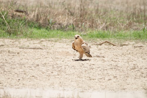 Immagine gratuita di animale, avvicinamento, macinato