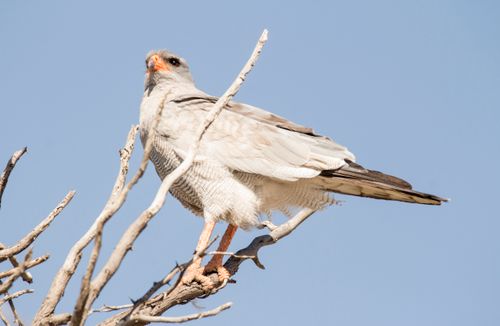 Free A Pale Chanting Goshawk perched on a tree branch against a clear blue sky. Stock Photo