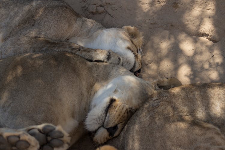 Close Up Of Sleeping Lions