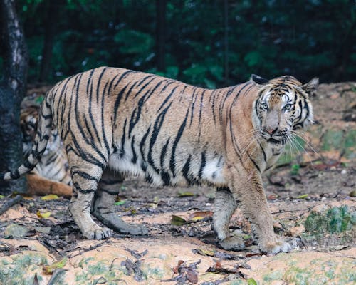 Foto stok gratis alam, binatang, harimau