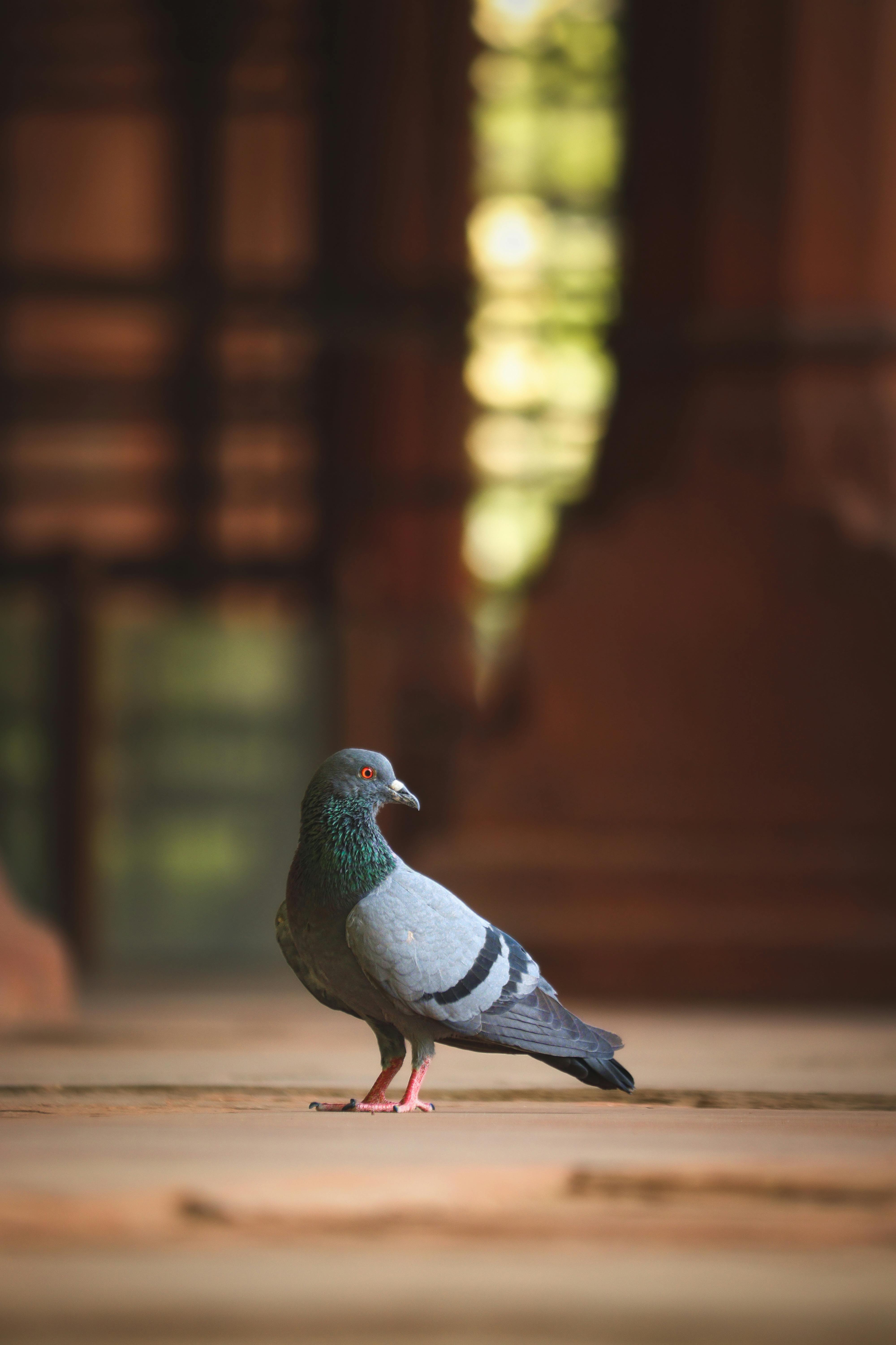 a pigeon is standing on a stone floor