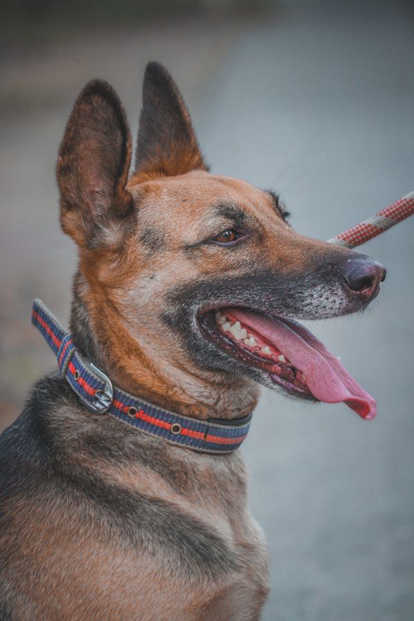 A large dog wearing a wide padded collar