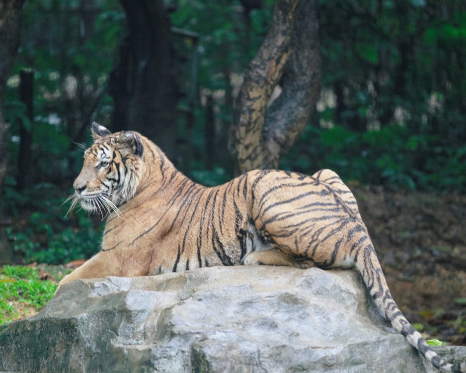 Tiger Lying Down on Rock · Free Stock Photo