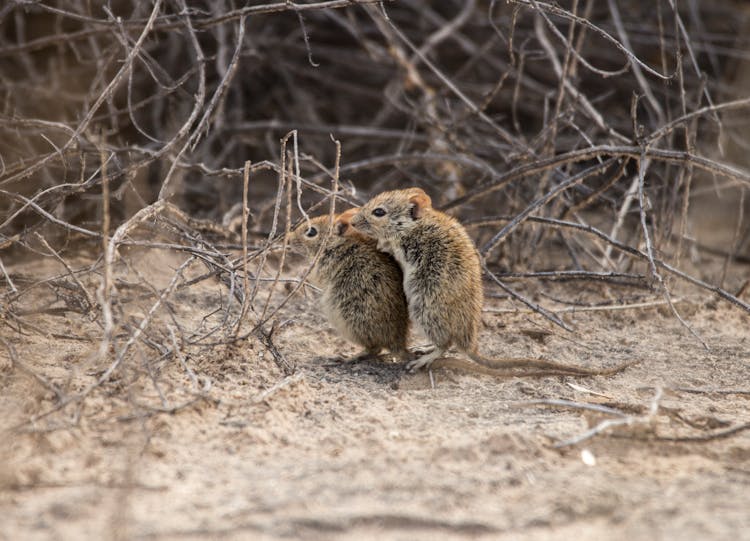 Rats On The Ground