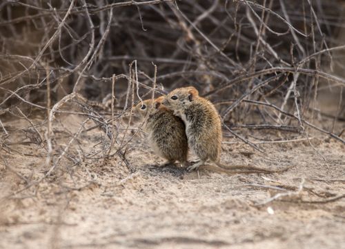 Free Adorable rodents snuggled together in a dry, natural habitat filled with twigs. Stock Photo