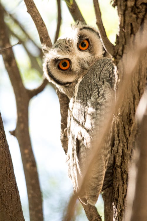 Owl among Branches