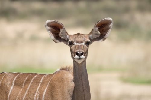 Free Captivating close-up of a young kudu with striking features in a natural setting, ideal for nature lovers. Stock Photo