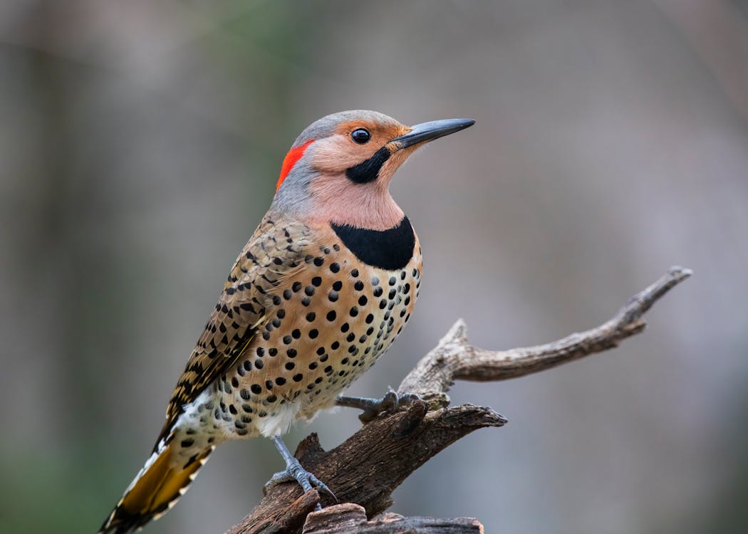Birds In Ontario -Different Species You Should Know About 6 free photo of close up photograph of a norther flicker woodpecker