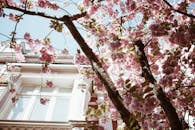 德国波恩的一座历史建筑旁，春天盛开着樱花