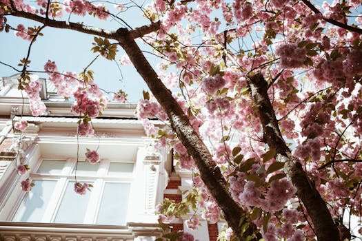 德国波恩的一座历史建筑旁，春天盛开着樱花