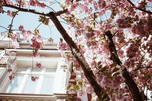 Free Cherry blossoms blooming against a historic building in Bonn, Germany, during springtime. Stock Photo