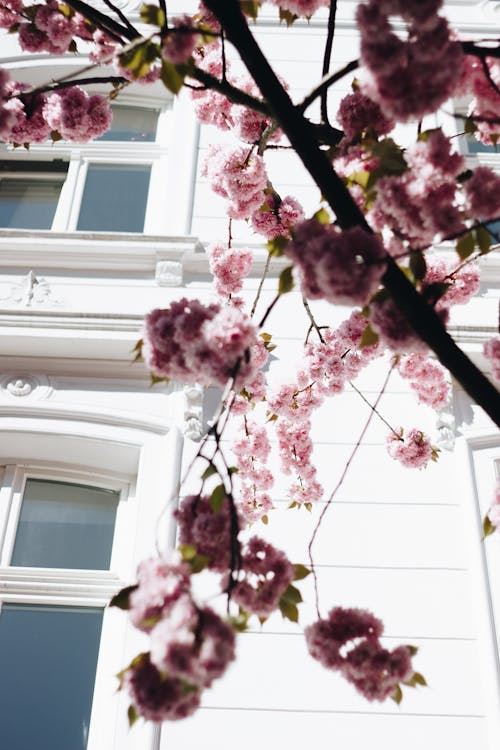 Kostenloses Stock Foto zu bonn, kirschblüte, kirschblüten