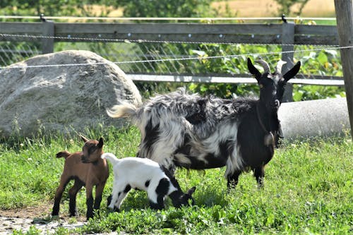 가정의, 가축, 건초지의 무료 스톡 사진