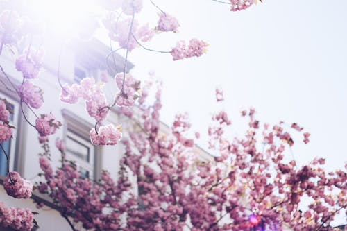 Flor De Pétala Rosa Perto De Edifício Branco